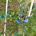 P1570871