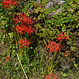 P1580437